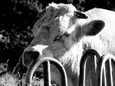 Black and white bull muscle