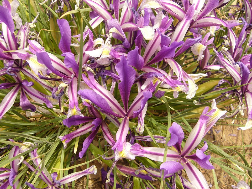 Flower plant mongolia