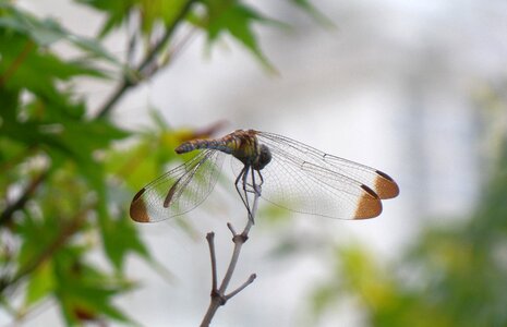 Wing twig summer