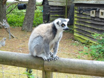 Monkey lemur catta wild animal photo