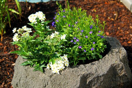 Flowers basalt bucket