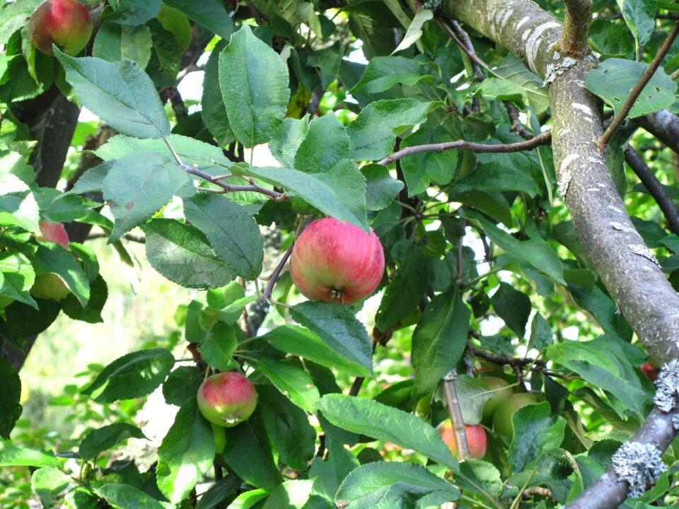 Apple foliage autumn