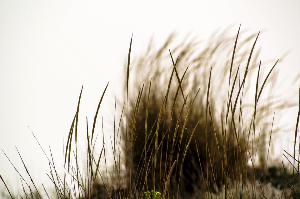 Grass seeds wind