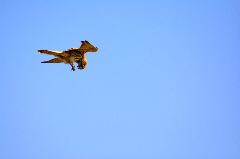 Bird nature predator
