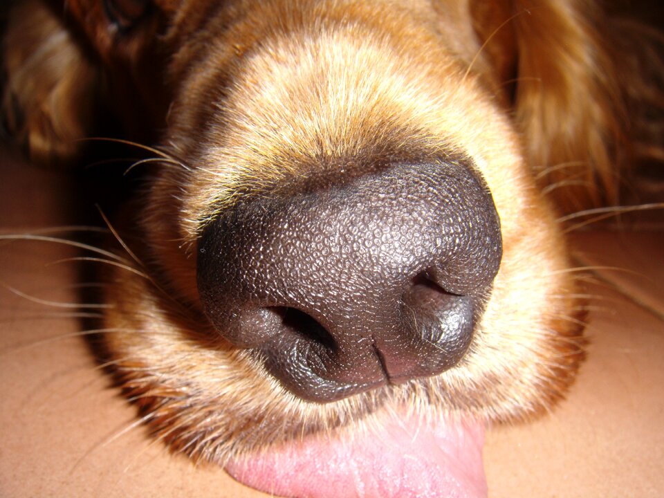 Cocker cocker spaniel muzzle