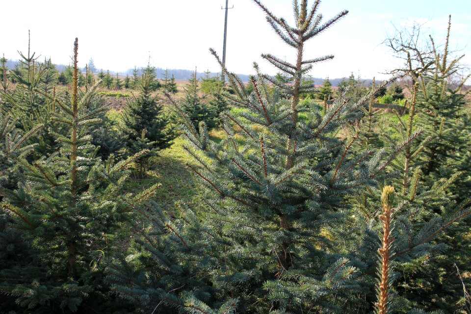 Trees green