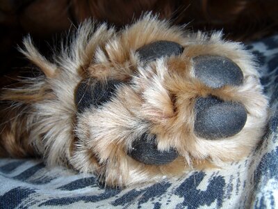 Animal paw dog photo