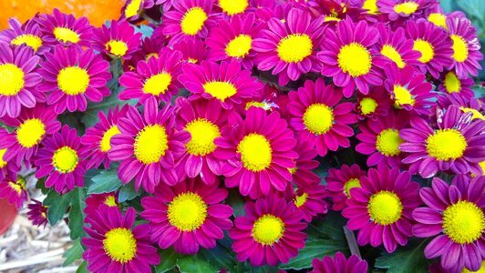 Yellow colorful floral