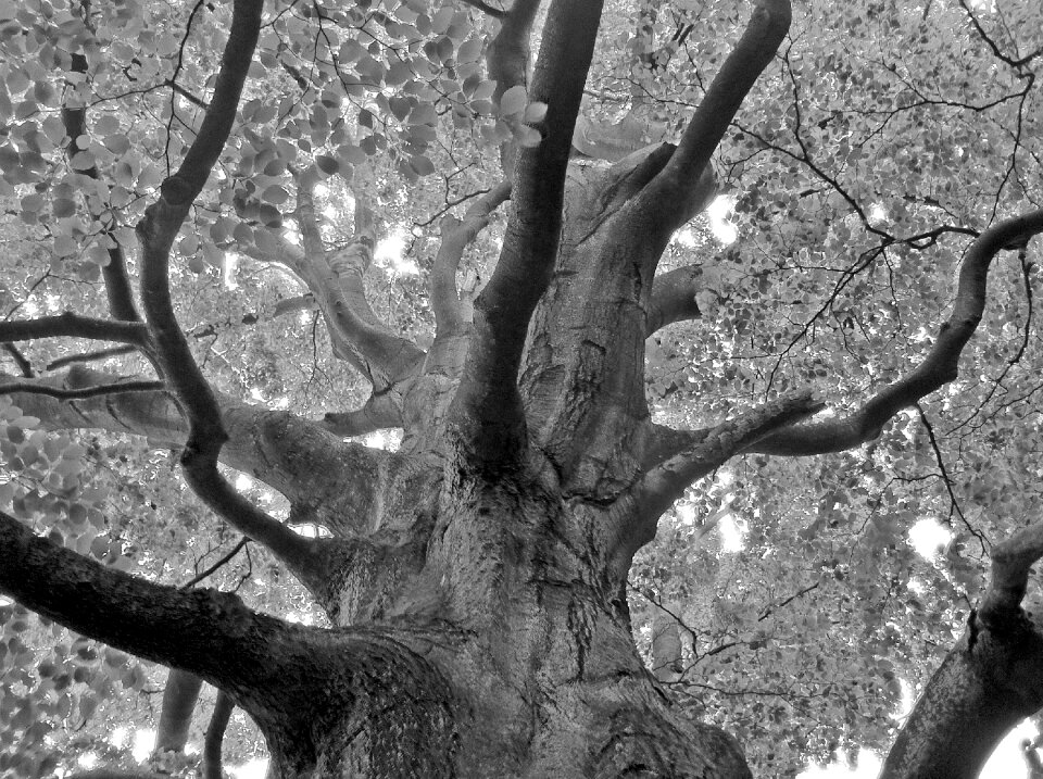 Forest nature leaves