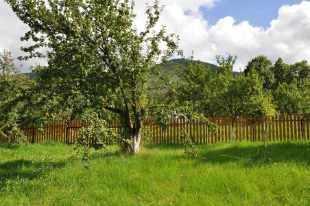 Ochard fence spring