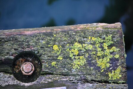 Weathered gnarled board