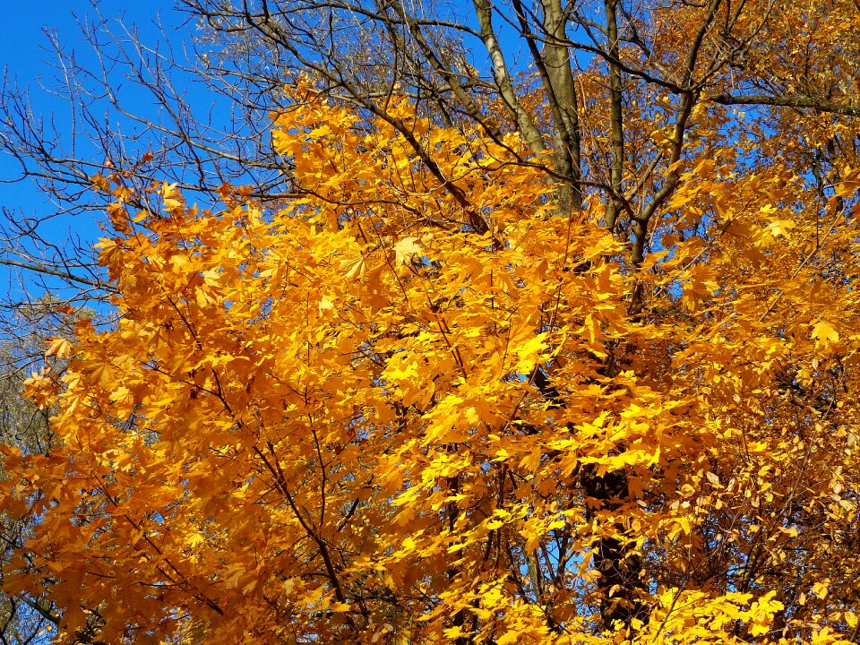 Forest foliage nature