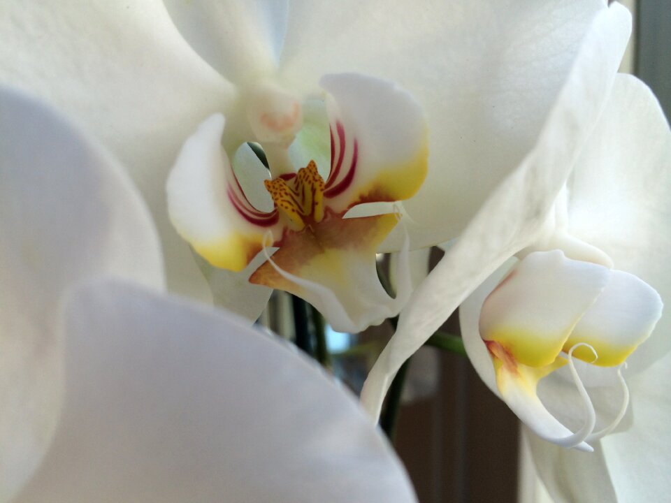 Pistil flower petals potted plant