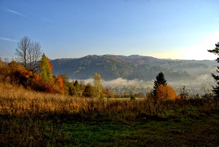 The sun colors foliage