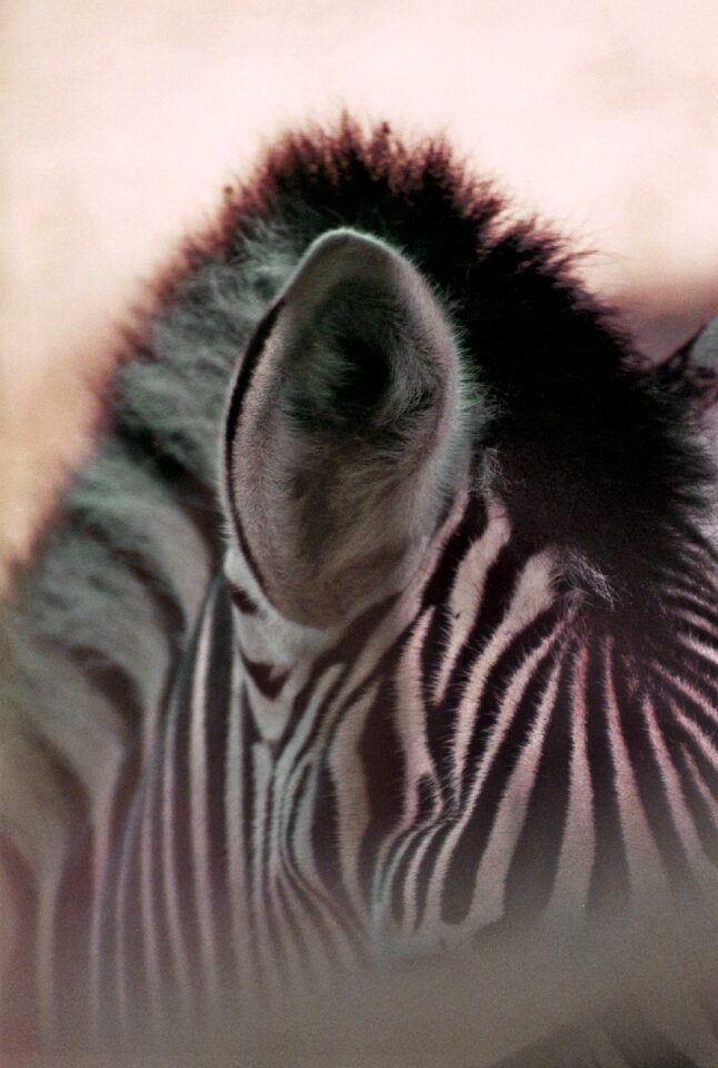 Black and white crosswalk zoo