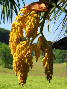 Palm flower summer palm