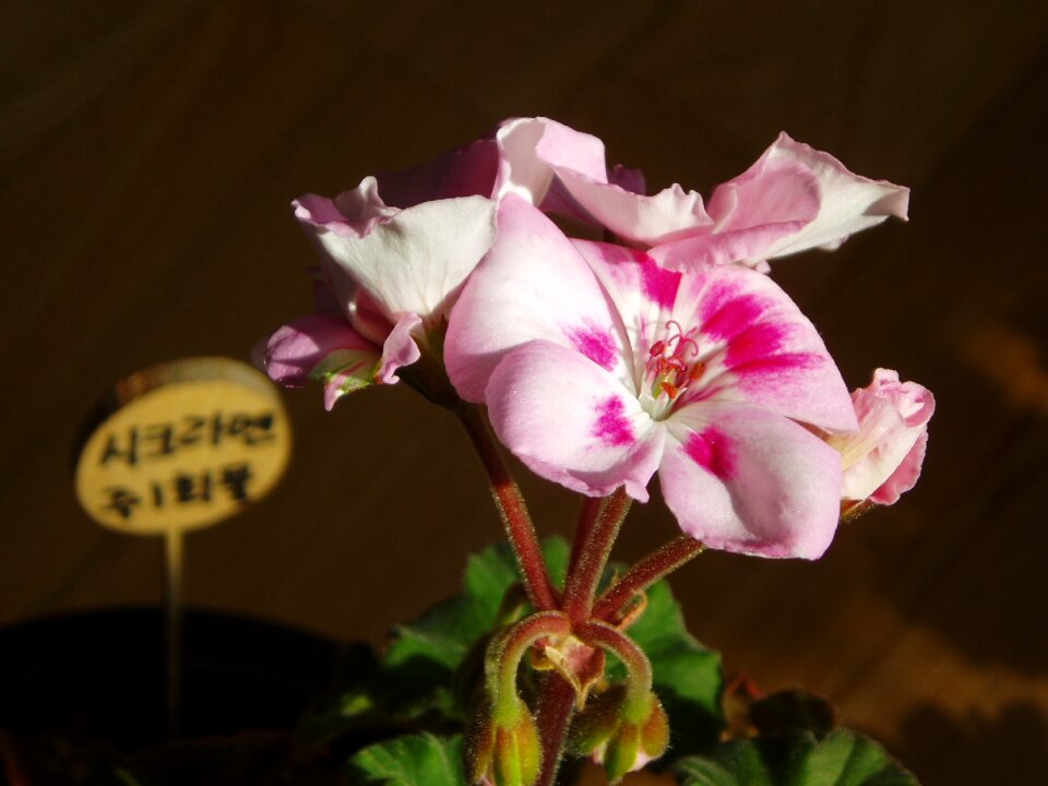 Pink plants winter