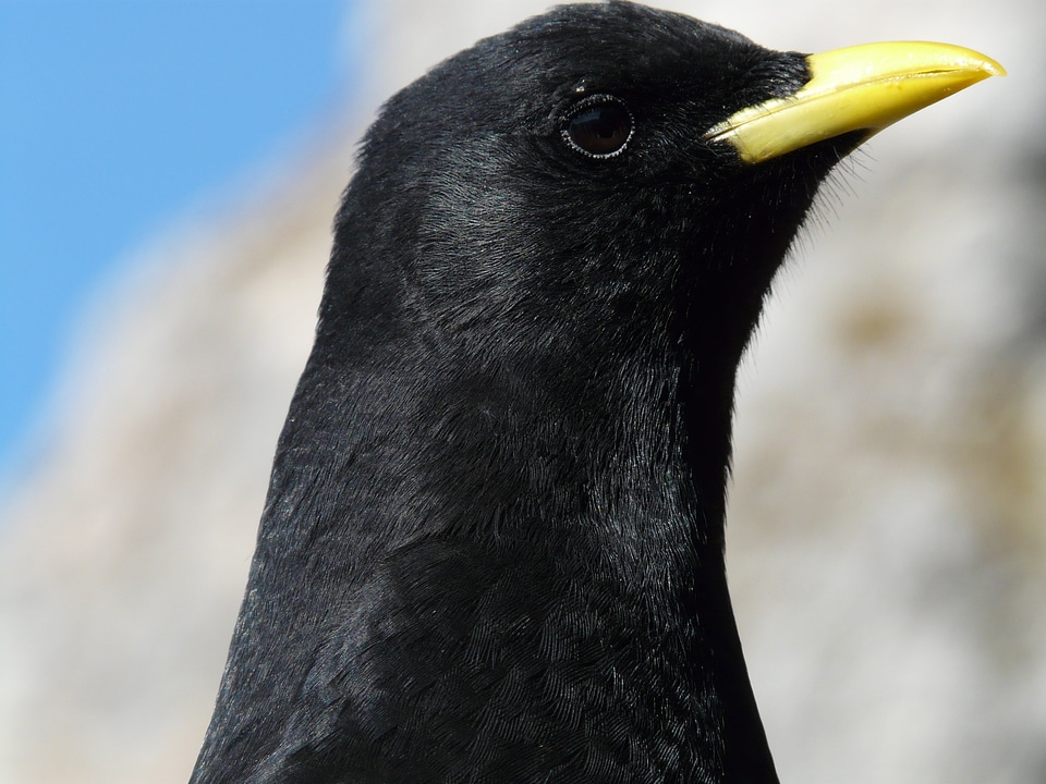 Bill pyrrhocorax graculus corvidae