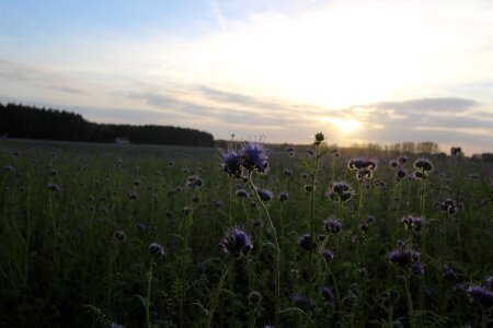 Nature phacelia field
