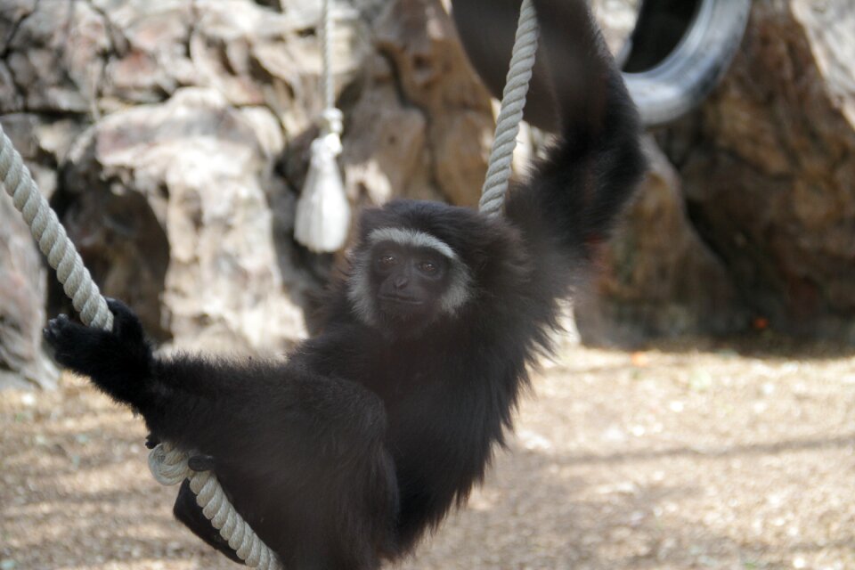 Zoo animal animals