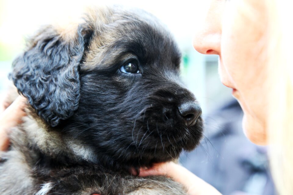 Pet leonberger animals