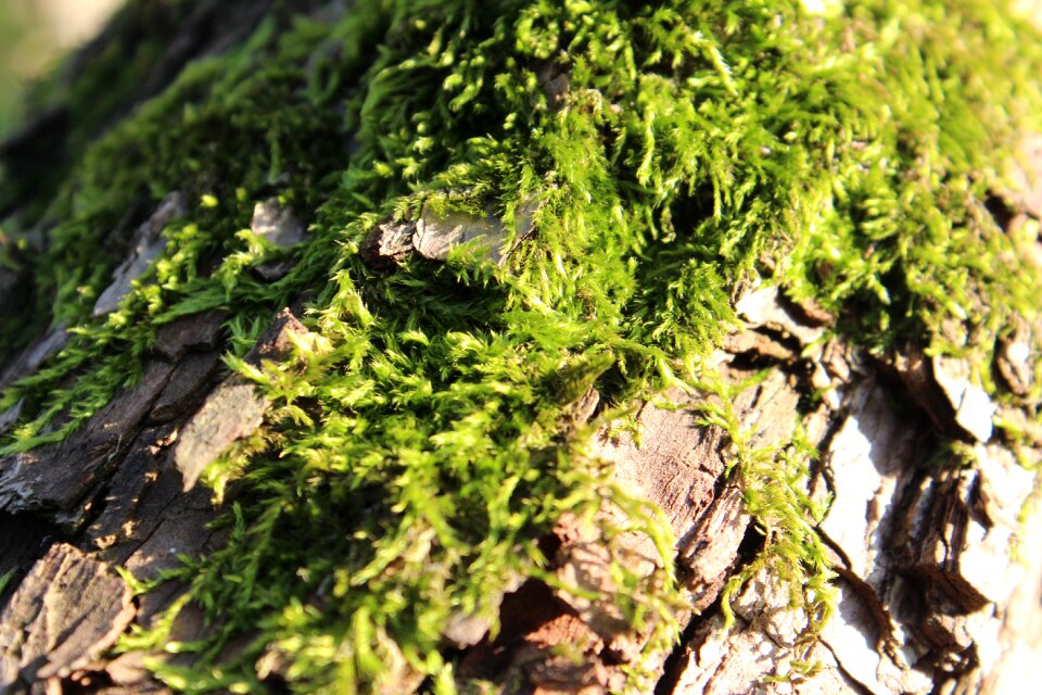 Nature nature background tree