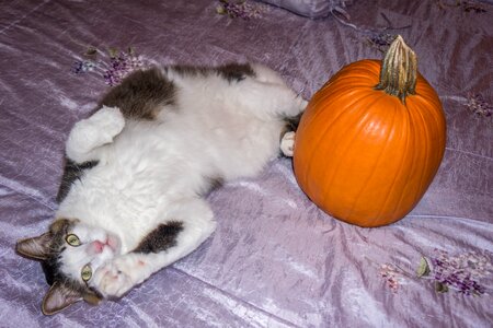 Pet pumpkin cute