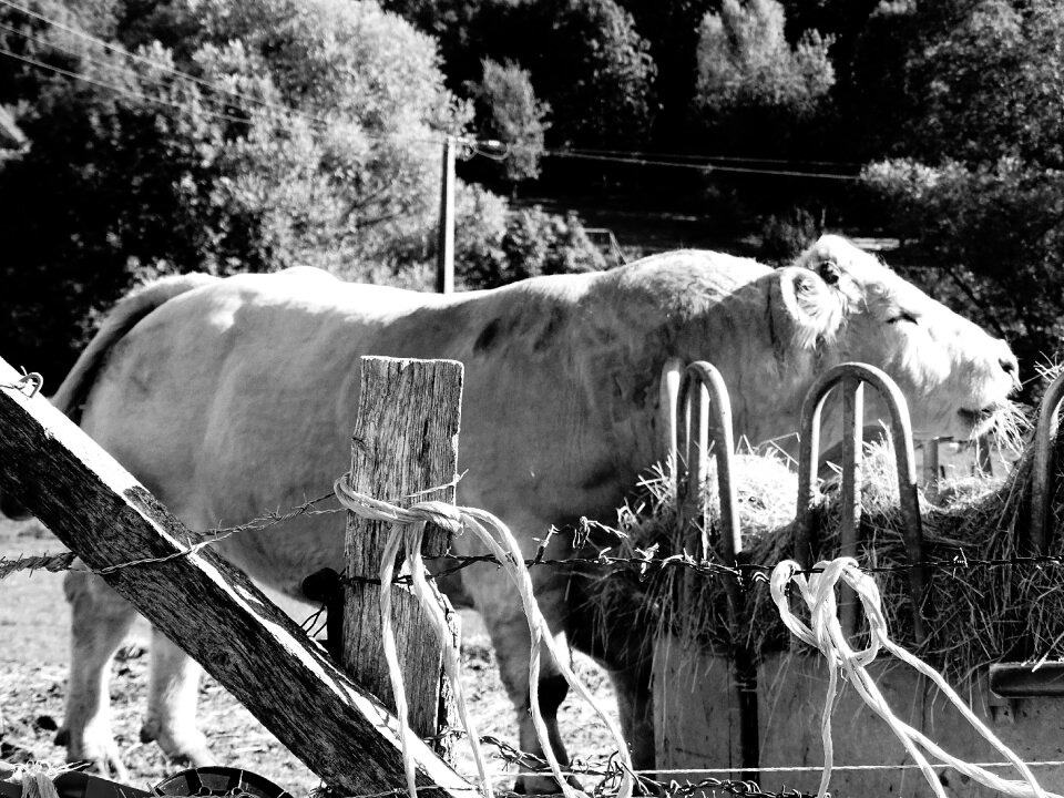 Black and white bull muscle