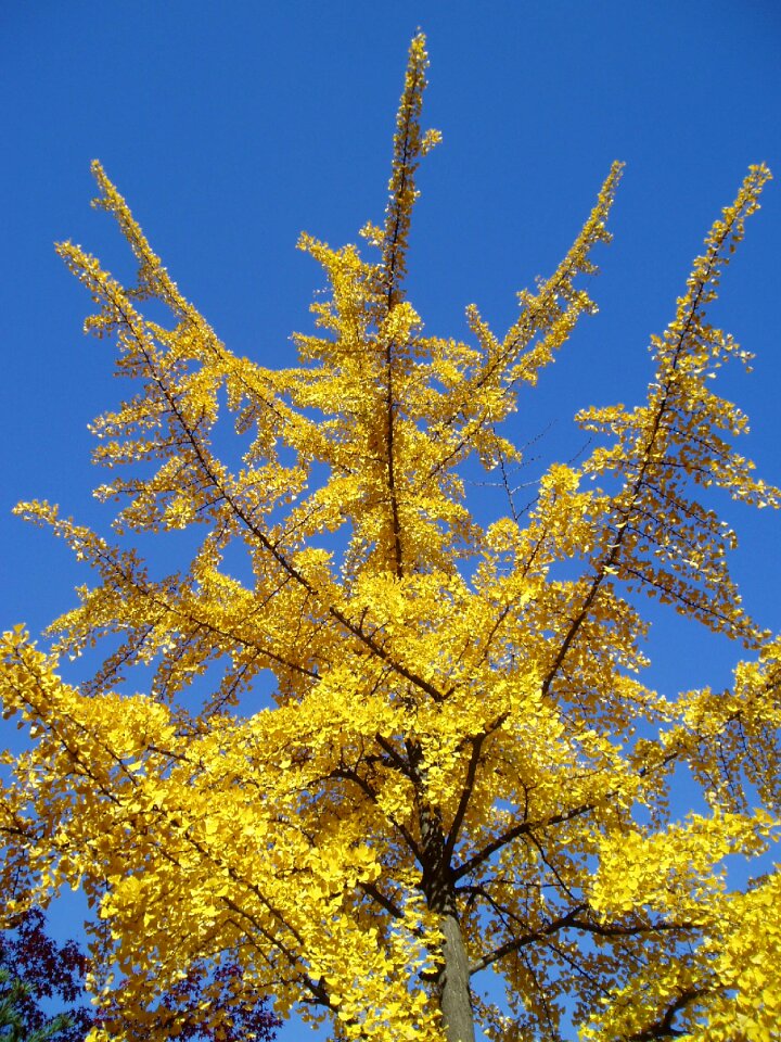 Autumn leaves baum yellow leaves