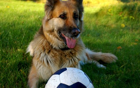 Dog pets ball