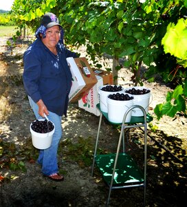 Farm worker harvest