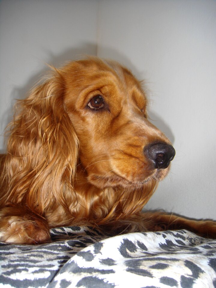 Pet cocker cocker spaniel
