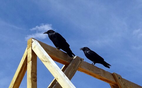 Bird raven black photo