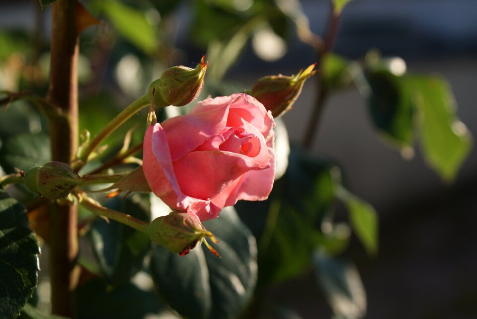 Flower pink flowers garden