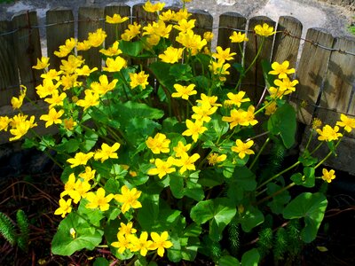 Marsh marigold yellow flower spring
