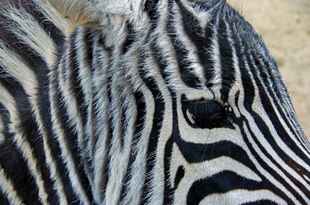 Stripes zoo eyes