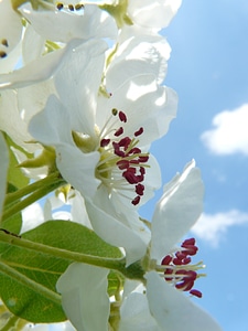 Blossom bloom bloom