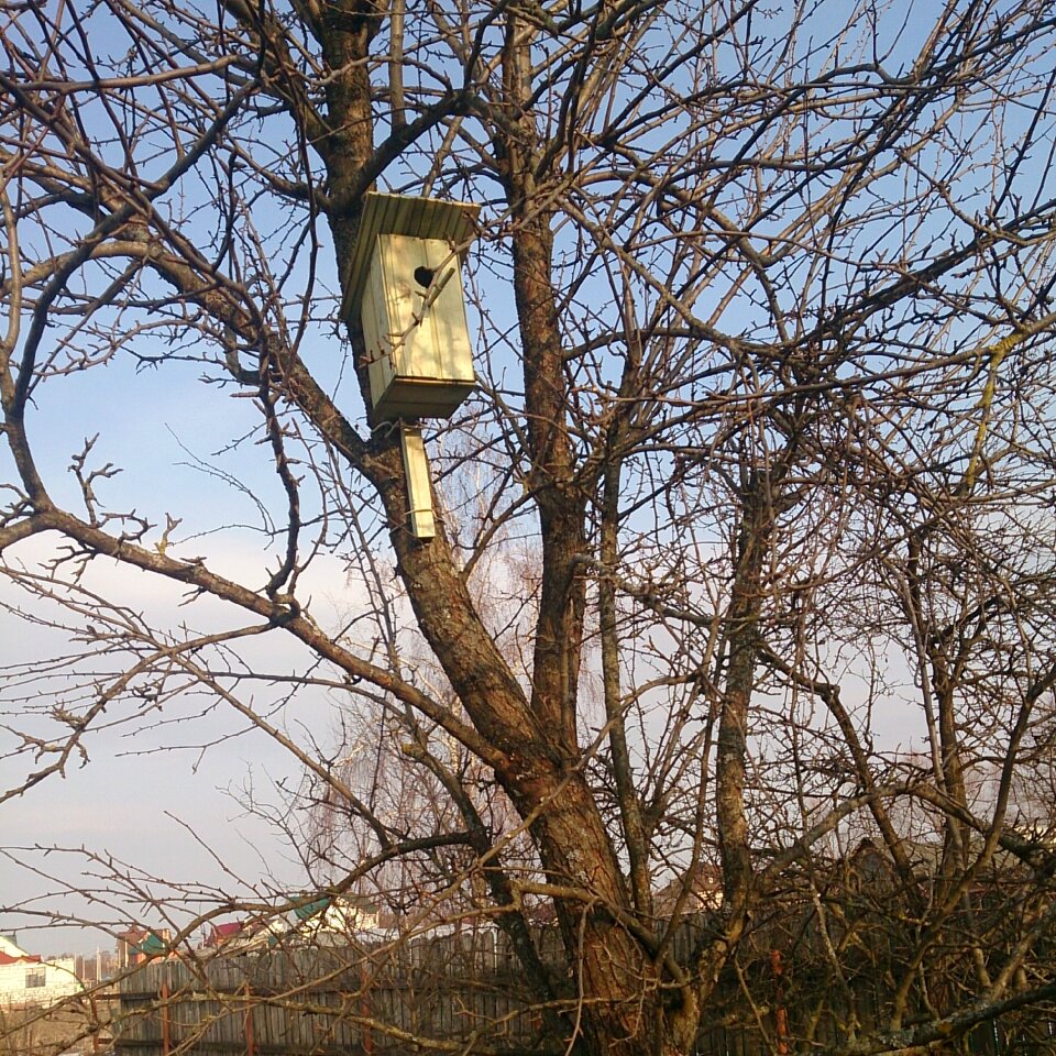 Spring birdhouse tree