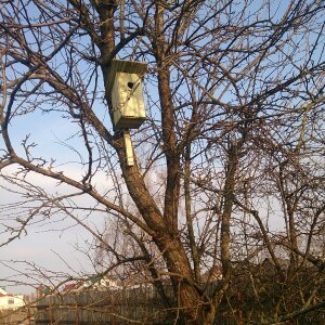 Spring birdhouse tree