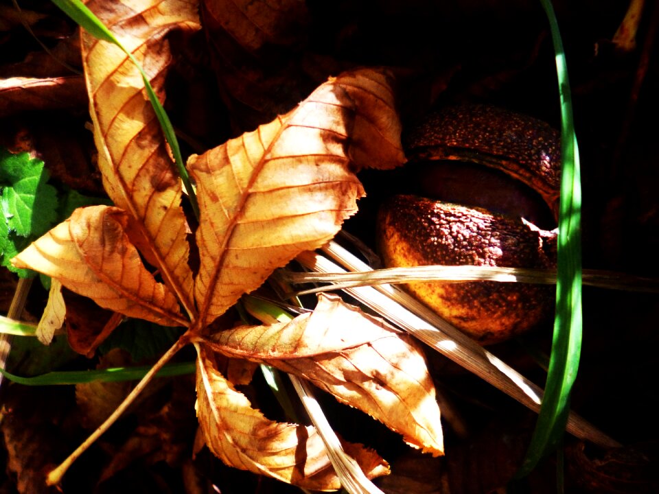 Dry leaves fetus tree