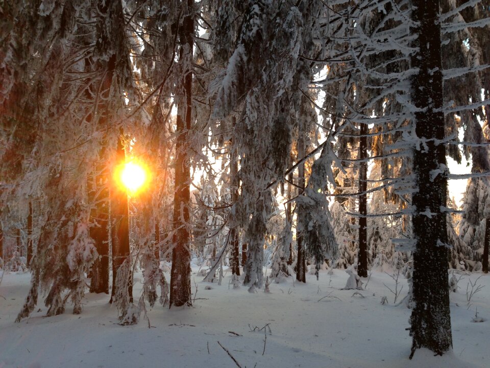 Winter forest snow
