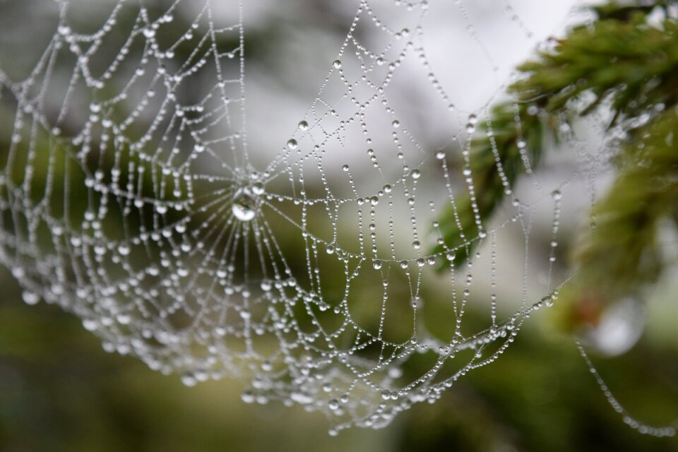 Hokkaido natural spider's web