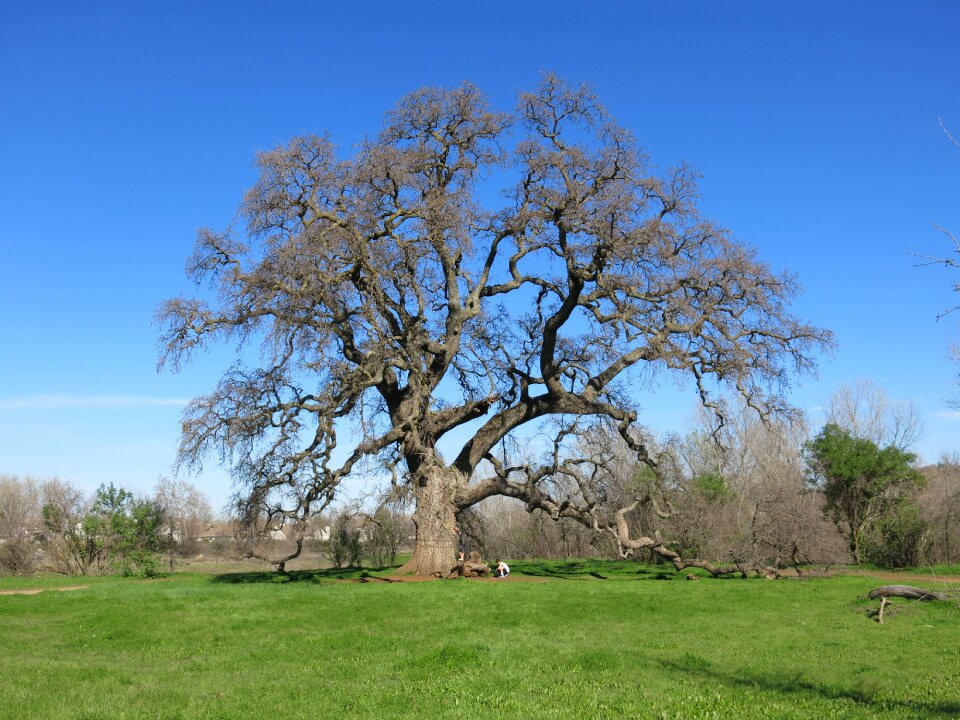 Green landscape trunk photo