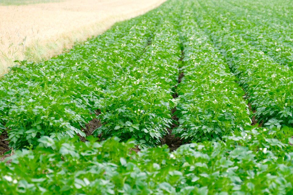Fields nature country life