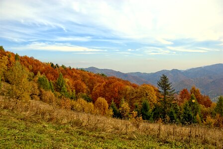 The sun colors foliage