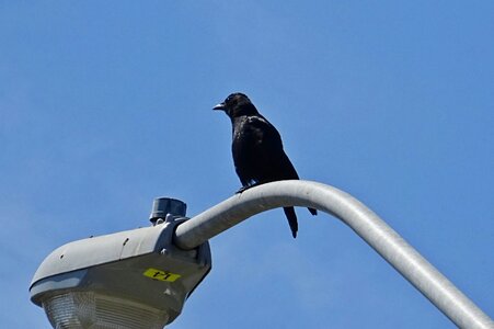 Bird american omnivore photo