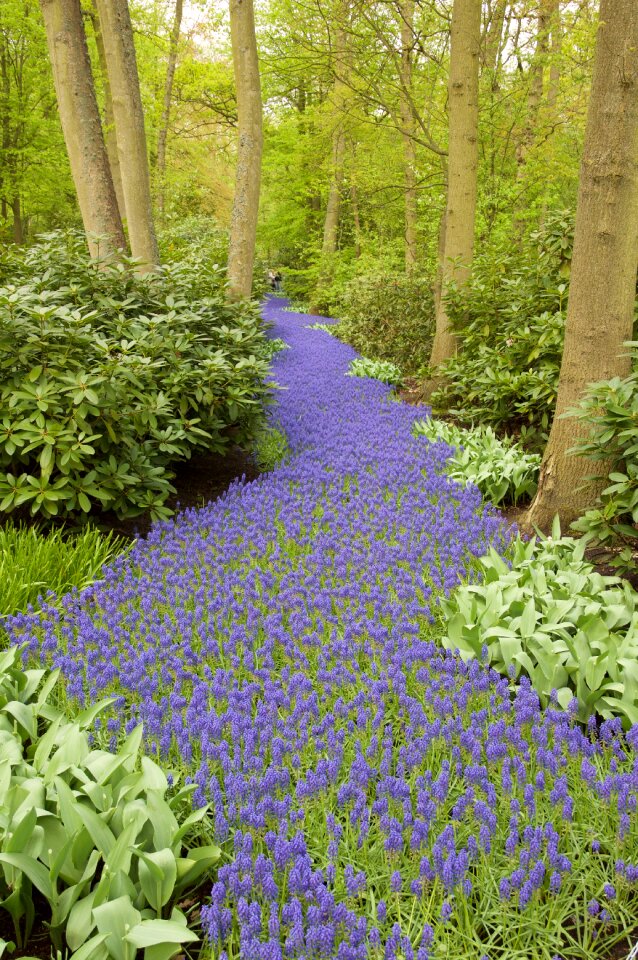 Grape hyacinth forest path keukenhof