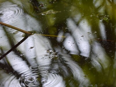 River natural tranquil photo