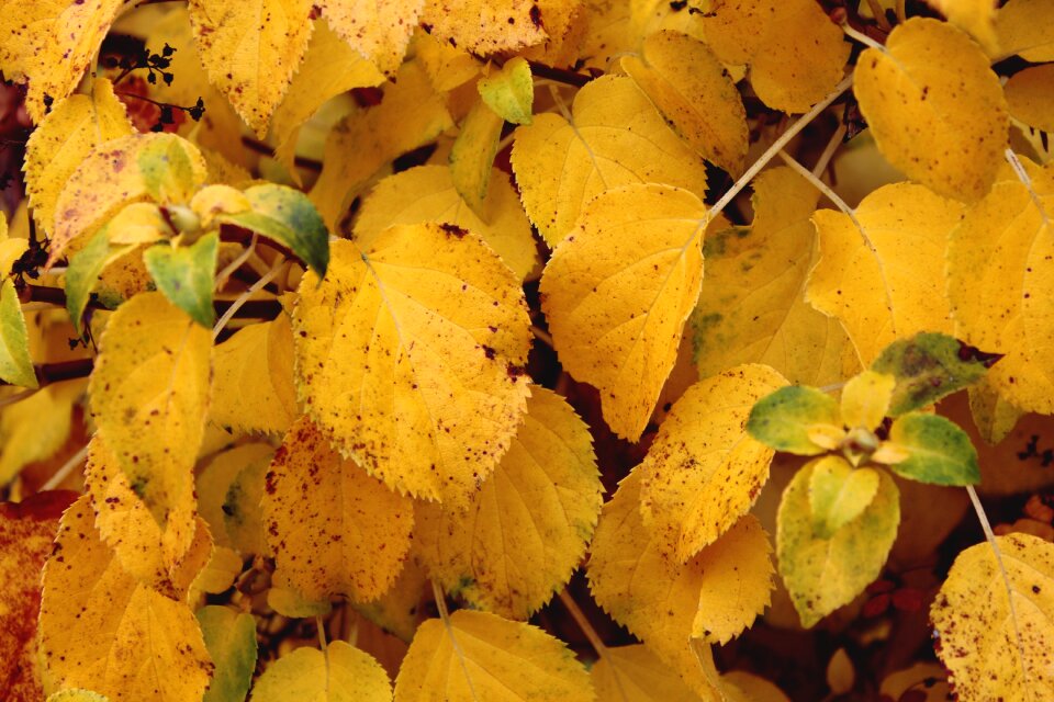 Nature plant yellow
