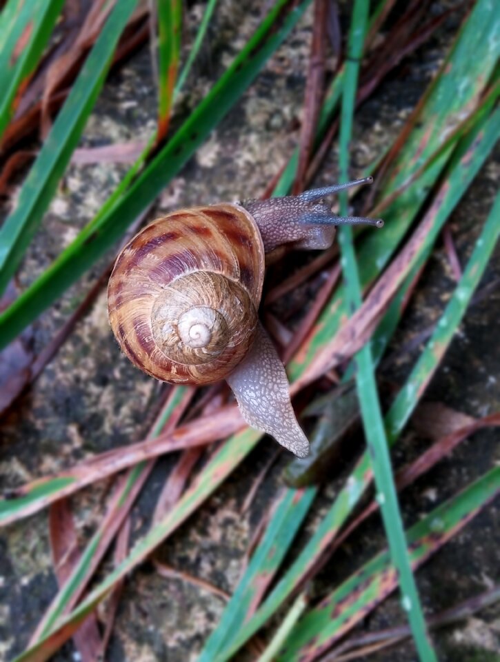 Snails environmental peace